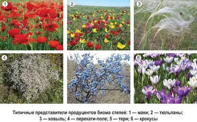 Где расположена зона степей?