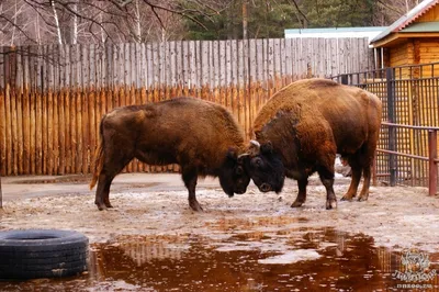 Зубр (Bison bonasus) — Зоопарк «Лимпопо» г. Нижний Новгород – Нижегородский  зоопарк