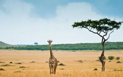Обои на телефон: Природа Африки в каждом пикселе