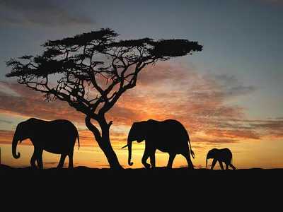 Обои Африки для Android: Великолепие природы