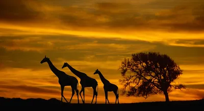 Фото Африка: Природа на вашем телефоне