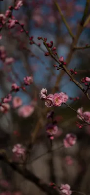 Обои Айфон весенние для рабочего стола и мобильных