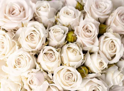Белые розы - обои для телефона в хорошем качестве