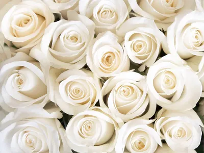 Скачать бесплатно фото белых роз на телефон