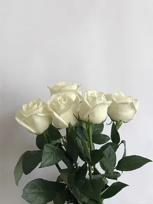 Фон с белыми розами - идеальный выбор для обоев