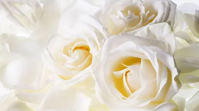 Белые розы - обои на телефон с возможностью выбора размера