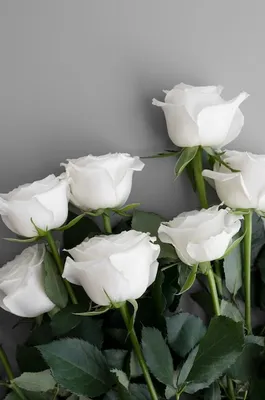 Фото белых роз - отличный выбор для фона на телефоне