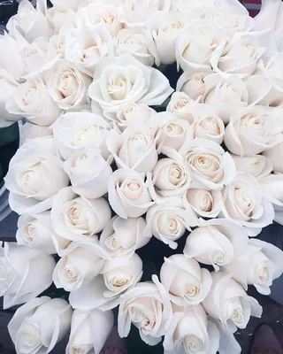 Обои Белые розы в формате png для iPhone и Android