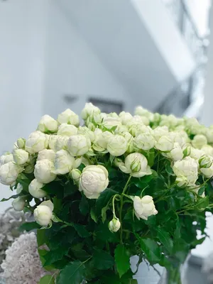Стильные обои с белыми розами для рабочего стола на Windows