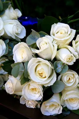 Белые розы - обои на телефон с возможностью выбора формата