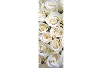 Обои Белые розы в формате webp для iPhone и Android