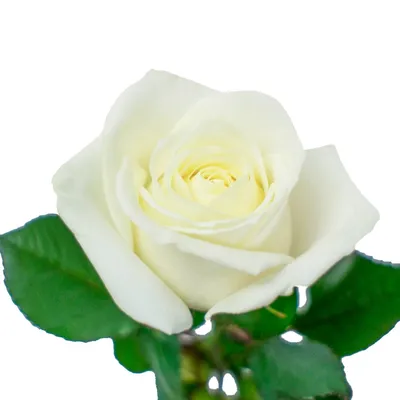 Белые розы - красивые обои для телефона на Windows