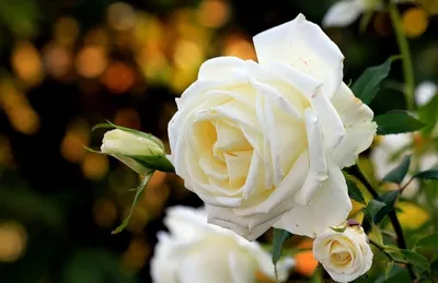 Белые розы - обои на телефон с возможностью скачать бесплатно