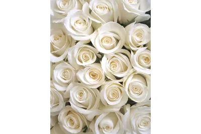 Фото белых роз на телефон в хорошем качестве в формате jpg