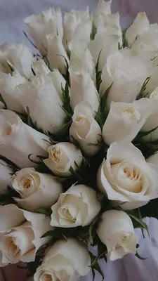 Белые розы - обои на телефон с возможностью скачать бесплатно в хорошем качестве
