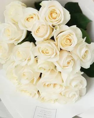 Стильные обои с белыми розами для iPhone и Android