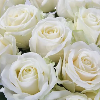 Белые розы - красивые обои для рабочего стола