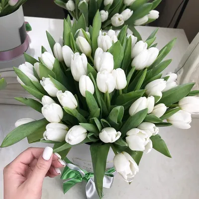 Белые тюльпаны - обои на телефон в хорошем качестве