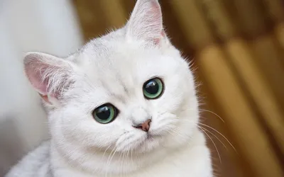 Белый котенок: обои для смартфонов