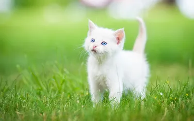 Скачать фото Белого котенка бесплатно