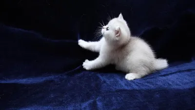 Белый котенок: обои в высоком разрешении