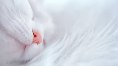 Белый котенок: фон для рабочего стола