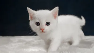 Белый котенок: обои для Windows в HD