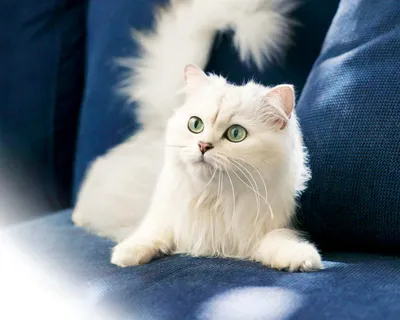 Белый котенок: милые фото и обои