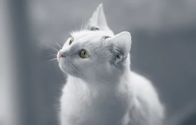 Белый котенок: пушистые фоновые обои
