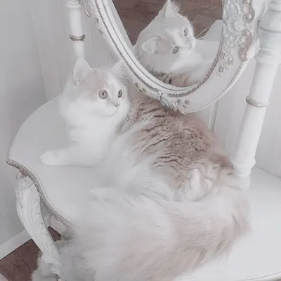Белый котенок: обои для любых устройств