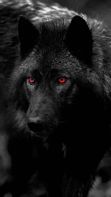 Черный волк: обои на телефон в высоком разрешении