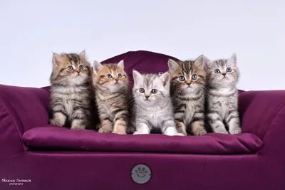 Разнообразие вариантов обоев с британскими кошками