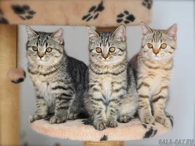 Скачать фото британских кошек в разных размерах