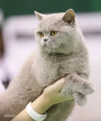 Уникальные фото британских кошек для обоев