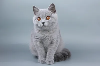 Качественные фото британских кошек для скачивания