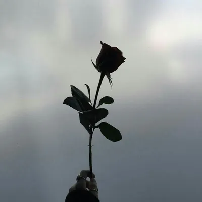 Черная роза - фото обои на телефон в формате jpg