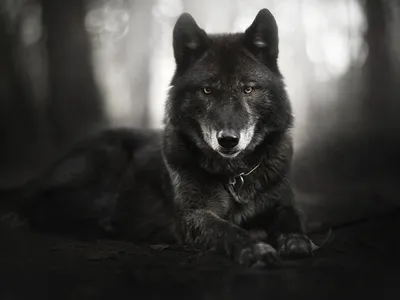 Фоновое изображение Черный волк в высоком качестве