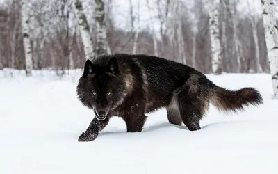 Разнообразные фото Черного волка в хорошем разрешении