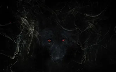 Разнообразные фото Черного волка для Windows и iPhone