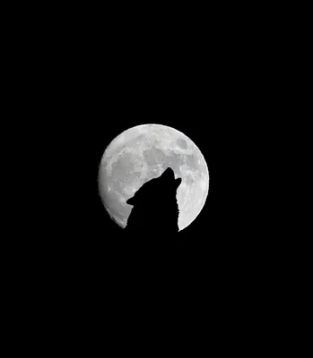 Фоновое изображение Черный волк в высоком разрешении