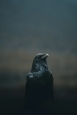 Crow