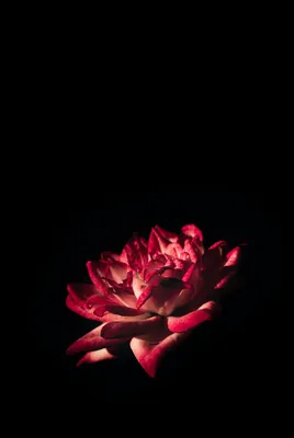 Обои на телефон Dark red: качественные изображения для iPhone