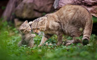 Скачать фото диких кошек в разных размерах и форматах