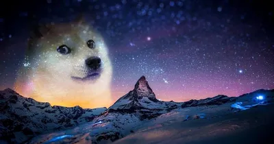 Фото Doge: Скачать обои в WebP для рабочего стола