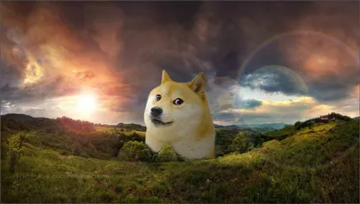 Обои с Doge: Лучшие фоны для iPhone (JPG)