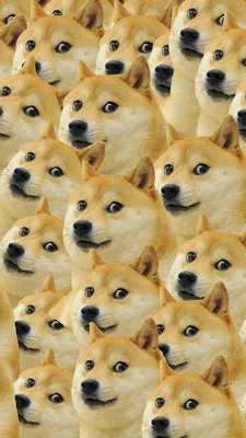 Обои с Doge: Высококачественные фоны для рабочего стола (WebP)