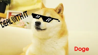 Фото Doge: Скачать обои на телефон бесплатно (PNG)