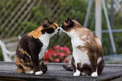 Две кошки: Очарование в двойне