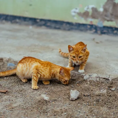 Фото Две кошки: Скачивай в любом формате, который тебе удобен