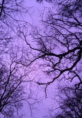 Фото Фиолетового цвета: загрузка вещественности